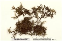 藏品(山地塔苔)的圖片